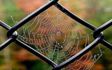 بيت المسلم وبيت العنكبوت