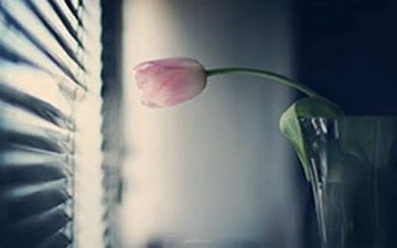 في مجتمع الورود