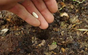 حكمة الاختبار.. شجرة لها ثمار