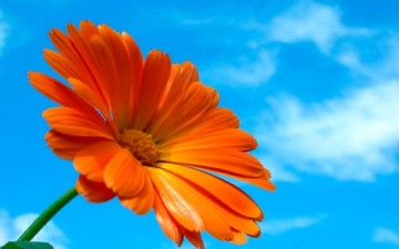 حصاد اللسان