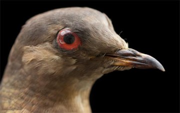 الذكاء لدى الحيوانات