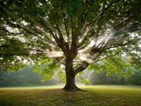 تلك الأرواح الخضراء.. جذور ورموز