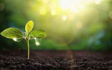 خط الفلاح من حياة الإنسان