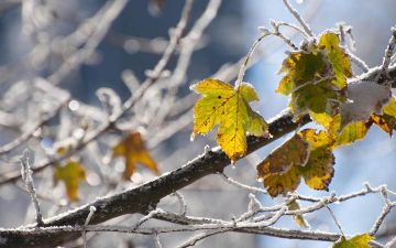 معالجة برد الخريف