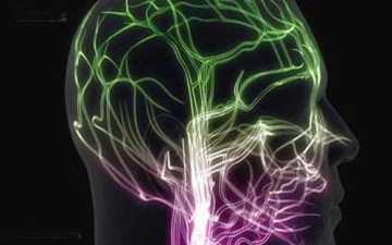 الدماغ مسؤول عن موعد راحة الإنسان