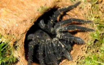 أوباما.. اسم نوع جديد من العناكب