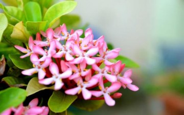 الصفح والعفو.. تاج المكارم