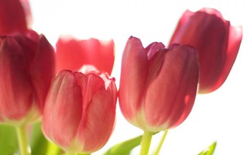 الفن للحياة