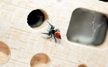 نفرتيتي.. أول رائدة فضاء عنكبوتية