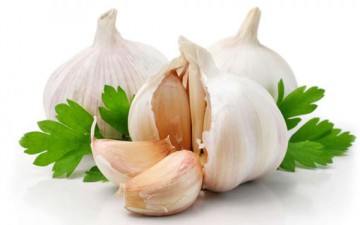 الثوم.. دواء عجيب في عالم النبات