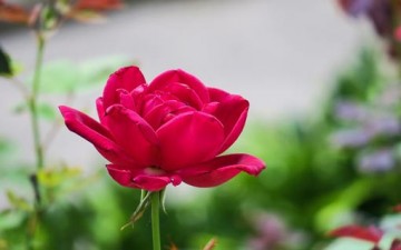 كسب الأصدقاء