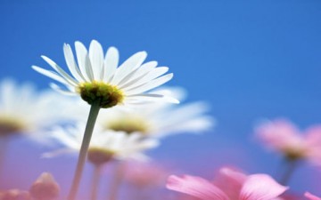 عزّة النفس وكرامتها