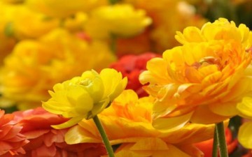 الدستور الأخلاقي للشباب