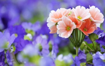 الحب والصبر يورثان الرضا