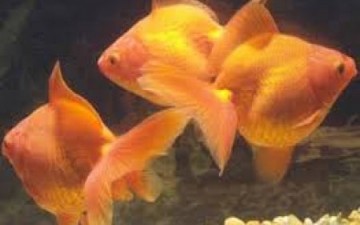 السمكات الثلاث