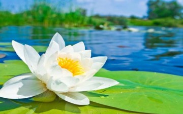 قوة التسامح وفوائده