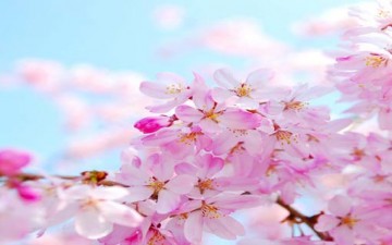 آداب الاستئذان في الإسلام