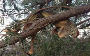 سخط قوي على مقتل «سحلية»