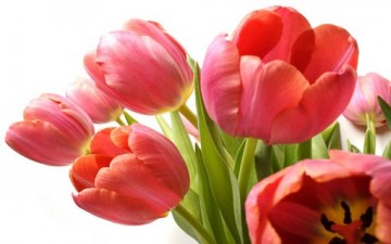 دواعي الأمل في نفوس الشباب