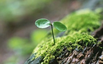 مواد من دستور الحياة