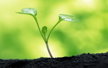 الإنسان وتقبل التربية