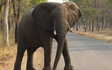 مواد يطلقها النحل تبعد الفيلة عن الحقول