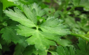 ما هي علاقة البقدونس بالسرطان؟