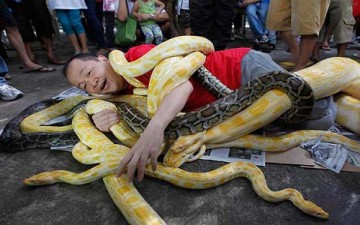 رجل يلف مجموعة من الثعابين حوله احتفالا بالعام الجديد