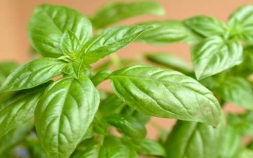 الريحان مفيد للزكام ونزلات البرد