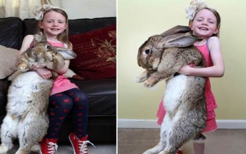 طعام أكبر أرنب في العالم