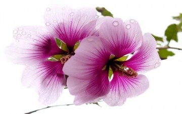 أهمية التربية الذوقية في حياتنا