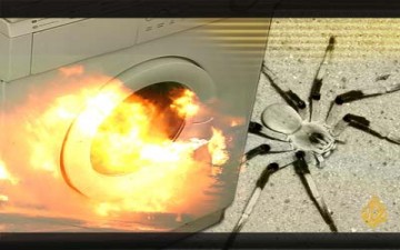 مطاردة عنكبوت تنتهي بانفجار بأستراليا