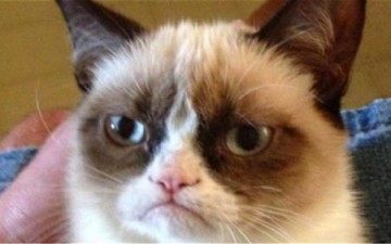 «قطة غاضبة» تحول صاحبتها إلى مليونيرة