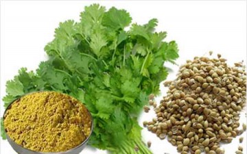 الكزبرة وفوائدها الرائعة