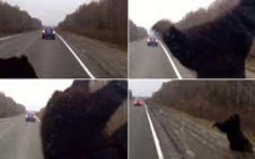 سيارة مسرعة تقذف بدب في الهواء