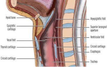 إلتهاب الحنجرة.. أسباب ووقاية