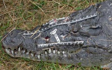 سمينة تقع على تمساح وتصيبه بجروح خطرة