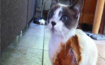 سائق يوقف القطار لإنقاذ هرة