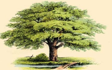 حوار مع شجرة الصنوبر