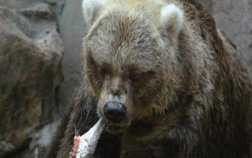 رجل في زي دب يضايق دبة وصغيريها