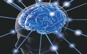 العلماء يتوصلون لأحدث خريطة ثلاثية الأبعاد للمخ