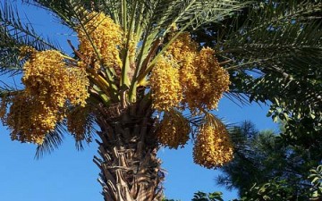 النخلة في سطور