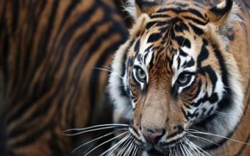 نمر يفترس حارسة حديقة حيوانات