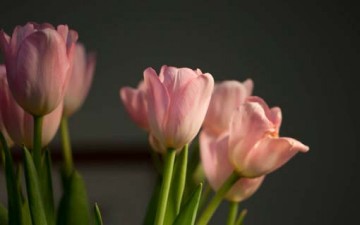 مقومات السعادة الأسرية