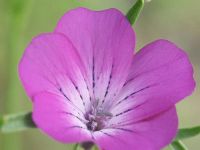 ظهور الزهرة القاتلة مرة أخرى في بريطانيا