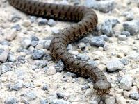 دراسة: النشاط الصناعي للإنسان يهدد الزواحف بالإنقراض