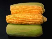 الذرة الصفراء.. علاج ناجع لسوء التغذية